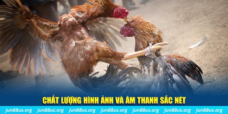 f8 bet gà chọi tiêu phong