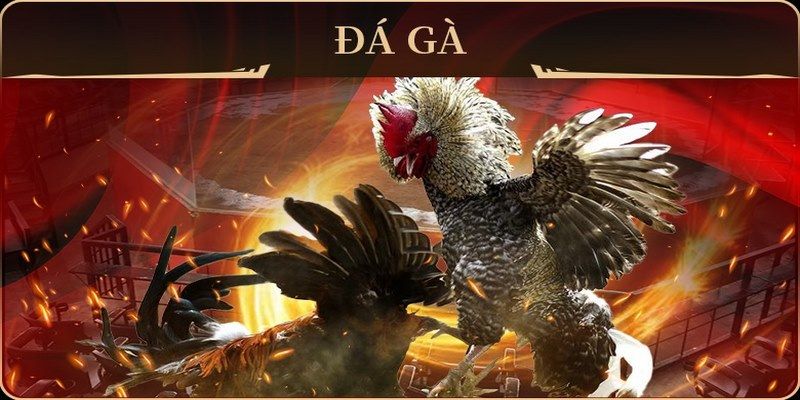 f8 bet đá gà trực tiếp campuchia