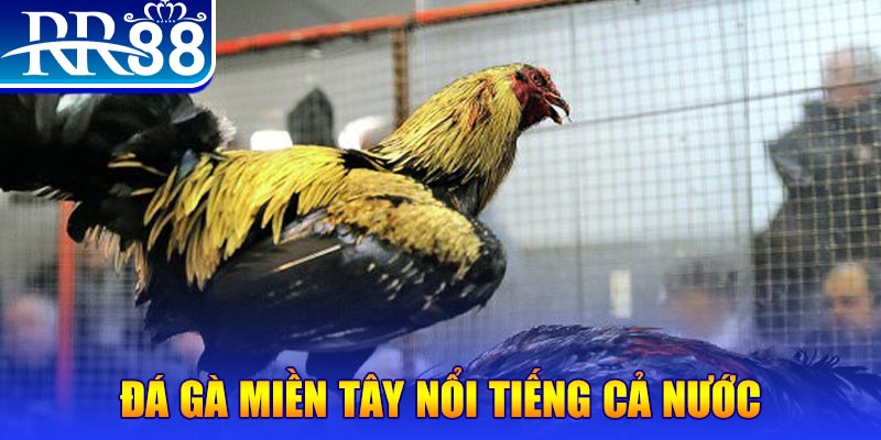 f8 bet đá gà 88